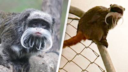 Monkeys ‘stolen‘ from Dallas Zoo found in closet in abandoned home