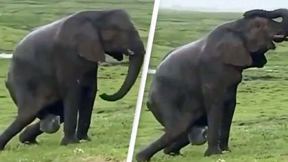 Magnificent moment elephant gives birth stuns the internet