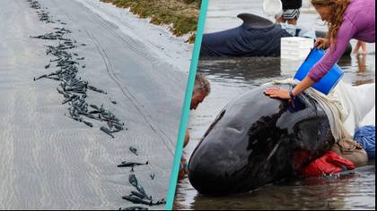 477 whales die in 'heartbreaking' stranding on remote beaches