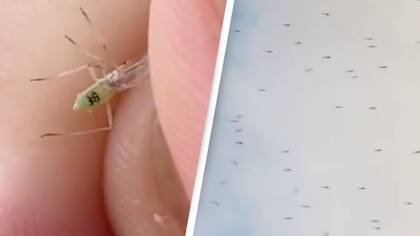 Conspiracy theorists believe mosquitos are being made by governments to spy on people