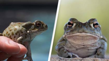 People are licking this toad and the National Parks Service has asked everyone to stop