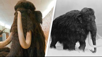 Scientists are reincarnating the woolly mammoth and it's set to return in just four years