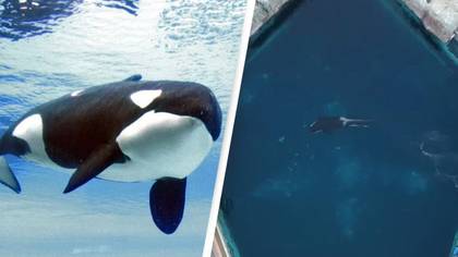 World's loneliest orca dies after more than 40 years in captivity