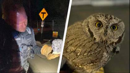 Police urge people not to buy owls from strangers while on drugs
