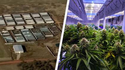 Four Chinese nationals killed at US weed farm