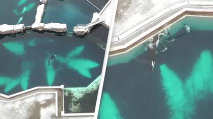 Drone flown over aquarium shows its last surviving orca in 'heartbreaking' footage