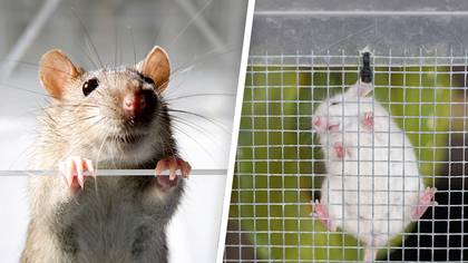 Researchers discover rats have rhythm and love dancing to Lady Gaga