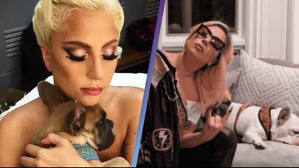 Lady Gaga sued by woman who helped steal her dogs for not paying $500k reward when they were returned