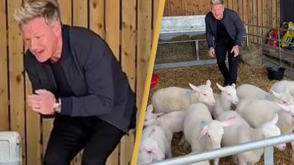 Gordon Ramsay Sparks Outrage After Selecting Lamb To Slaughter In New Video