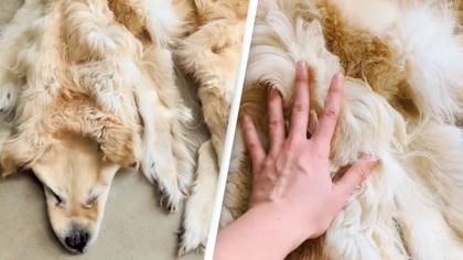 Family turns beloved dead golden retriever into a rug