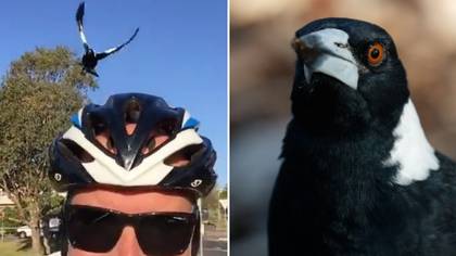 World championship cyclists attacked by swooping magpies in Australia