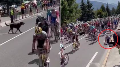 Dog Causes Huge Pile-Up By Running Onto Tour De France Track