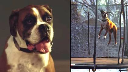 Trampolining dog from iconic John Lewis advert has died