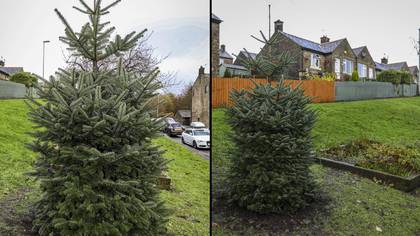 Local residents complain about size of Christmas tree which cost council £1,450 to plant