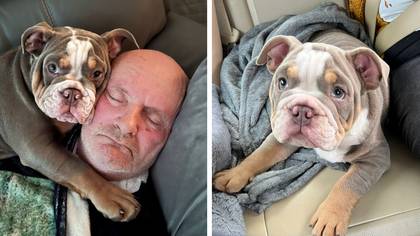 Dad has no plans on getting rid of bulldog puppy after pet ate his toe while he slept