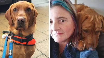 Devastated mum issues warning after simple game of catch killed her dog