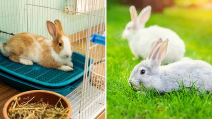 Vets Issue Emergency Warning To Rabbit Owners