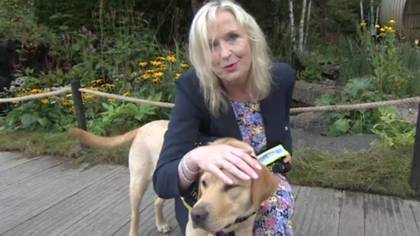 BBC Breakfast's Carol Kirkwood Dragged To Ground By Dog Live On Air