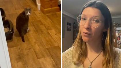 Woman Captures Cat Saying Hello On Camera