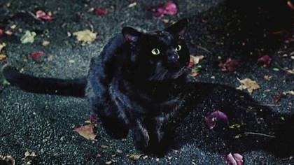 Hocus Pocus Fans Just Realising Thackery Is The Same Cat From Sabrina The Teenage Witch