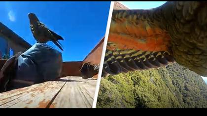 Cheeky Parrot Steals GoPro And Films Its Airborne Escape