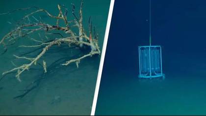 'Death pool' at bottom of the ocean instantly kills everything that enters it