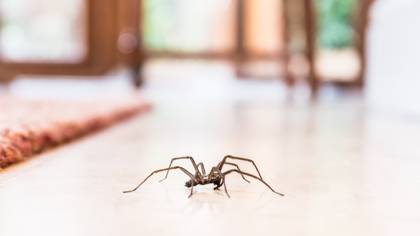 Thousands Of Spiders Set To Invade UK Homes Thanks To Mating Season