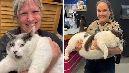 Giant cat weighing 40lbs is adopted in less than 24 hours