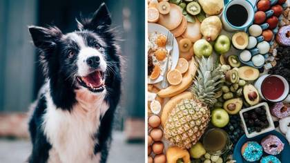 Pet Owners Warned Not To Give Their Dogs These 10 'Toxic' Foods