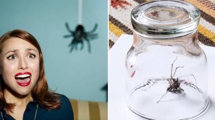 Five ways to stop huge spiders invading your home this autumn