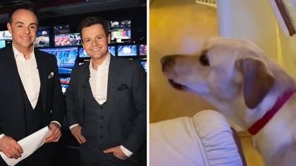 Ant And Dec's Saturday Night Takeaway Accused Of 'Upsetting Dogs'