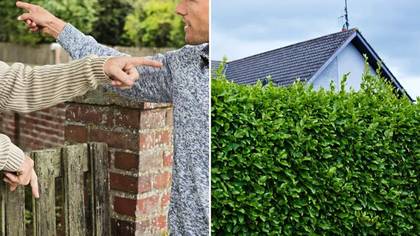 Couple take neighbours to court over hedge that 'blocked their sunlight'