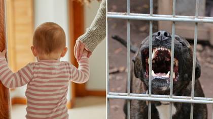 Woman says she refuses to let mother-in-law babysit because she owns a Pit Bull
