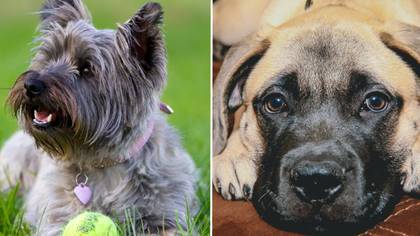 Dog breeds at risk of being wiped out according to Kennel Club