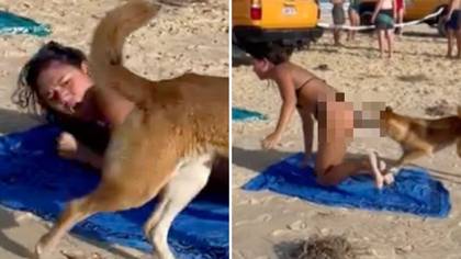 Unsuspecting woman gets bitten on her behind by Dingo while sunbathing