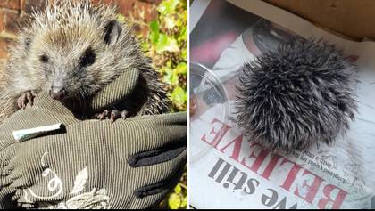 Woman makes hilarious discovery after nursing ‘stricken baby hedgehog’ overnight