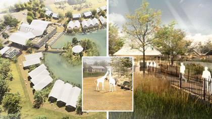 UK Zoo Unveils Plans For Overnight Safari Lodges With Giraffe Feeding Stations