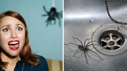 Why you should never kill a spider in your own home