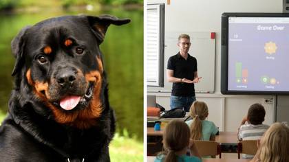 Mum left feeling uneasy as child's headteacher regularly brings Rottweiler into school