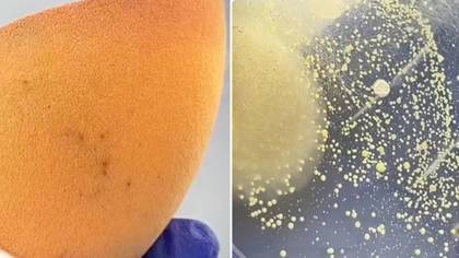 Video showing how dirty makeup sponges actually are leaves viewers' ‘skin crawling’