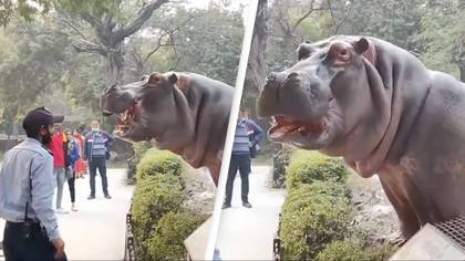 Security guard desperately tries to stop hippo from escaping enclosure at zoo
