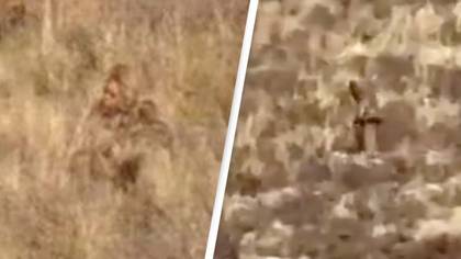 Clear video of Bigfoot sighting in Colorado shows 'Sasquatch' hiking up a mountain