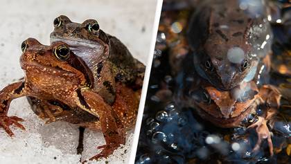 Female frogs appear to fake their own deaths to avoid unwanted sexual approaches from men