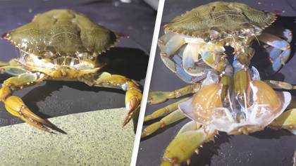 Incredibly rare sight of crab shedding its shell caught on camera