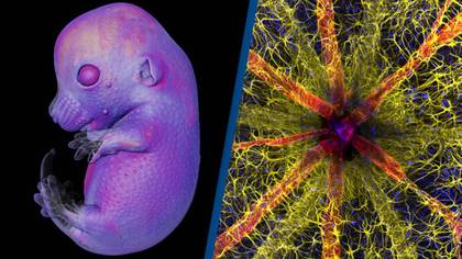 Stunning scientific photos of the year have been released and they’re mind-blowing