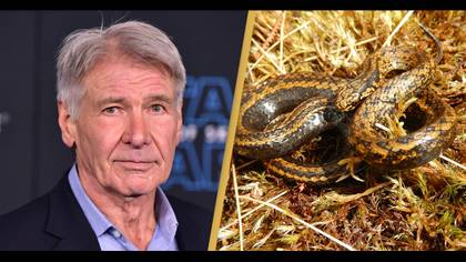 Harrison Ford responds after new species of 'terrifying' snake is named after him