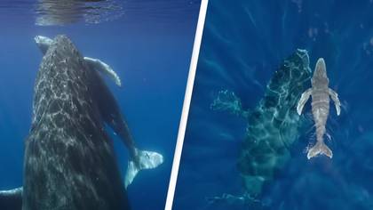 People blown away by 'beautiful' world-first footage of humpback whale giving birth