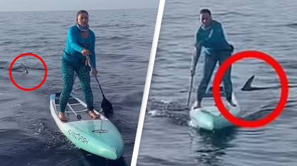 Terrifying moment shark starts stalking paddleboarders doing charity race from Bahamas to Florida