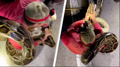American python hunters in Florida catch longest Burmese python ever found