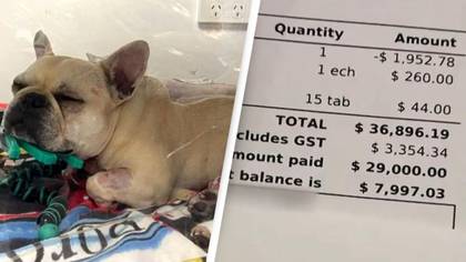 French Bulldog owners furious after they're handed $37k bill for pet's lifesaving treatment